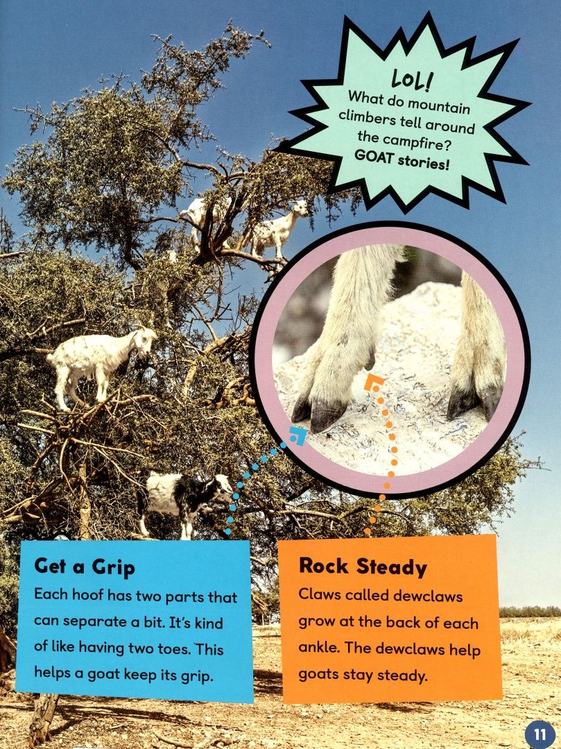 Jessica Cohn: Goats