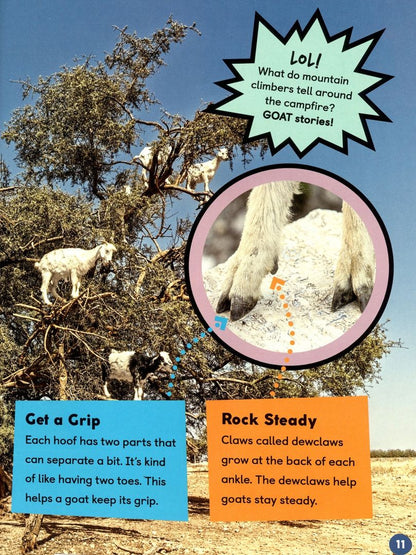 Jessica Cohn: Goats