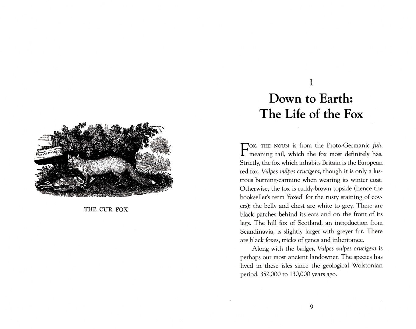 John Lewis-Stempel: The Wild Life of the Fox