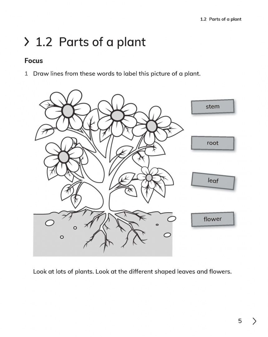 Jon Board: Cambridge Primary Science. 2nd Edition. Stage 1. Workbook with Digital Access