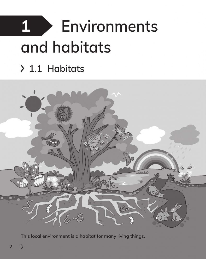 Jon Board: Cambridge Primary Science. 2nd Edition. Stage 2. Workbook with Digital Access