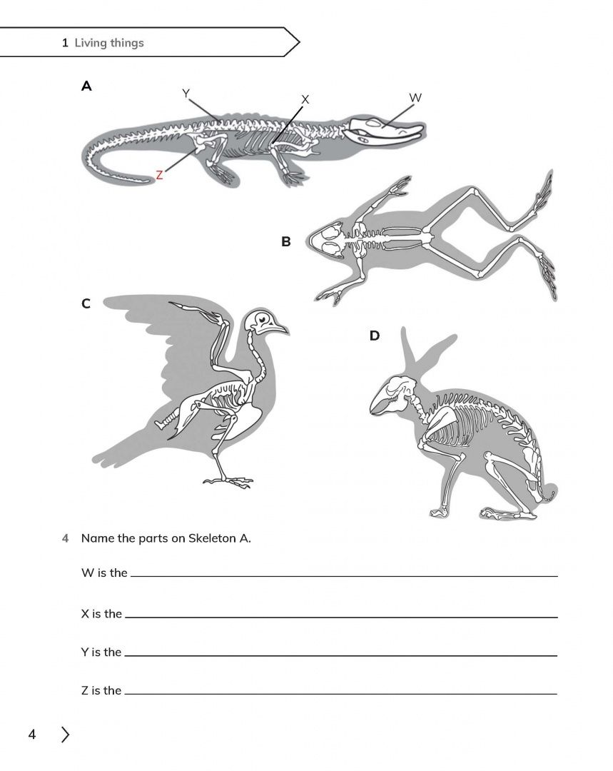 Fiona Baxter: Cambridge Primary Science. 2nd Edition. Stage 4. Workbook with Digital Access