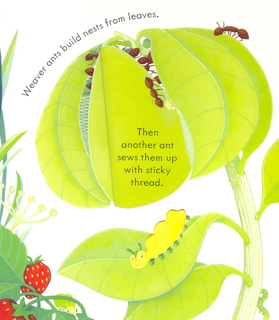Anna Milbourne: Peep Inside. Bug Homes