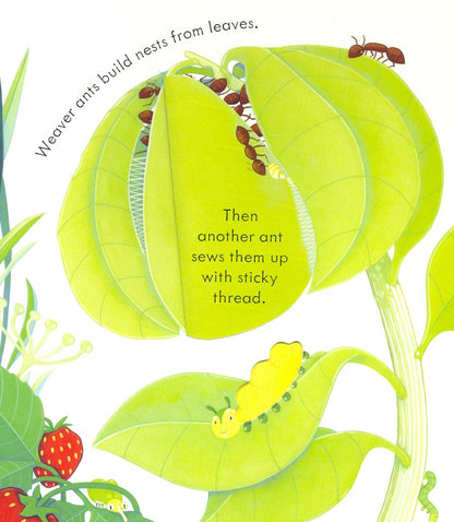 Anna Milbourne: Peep Inside. Bug Homes