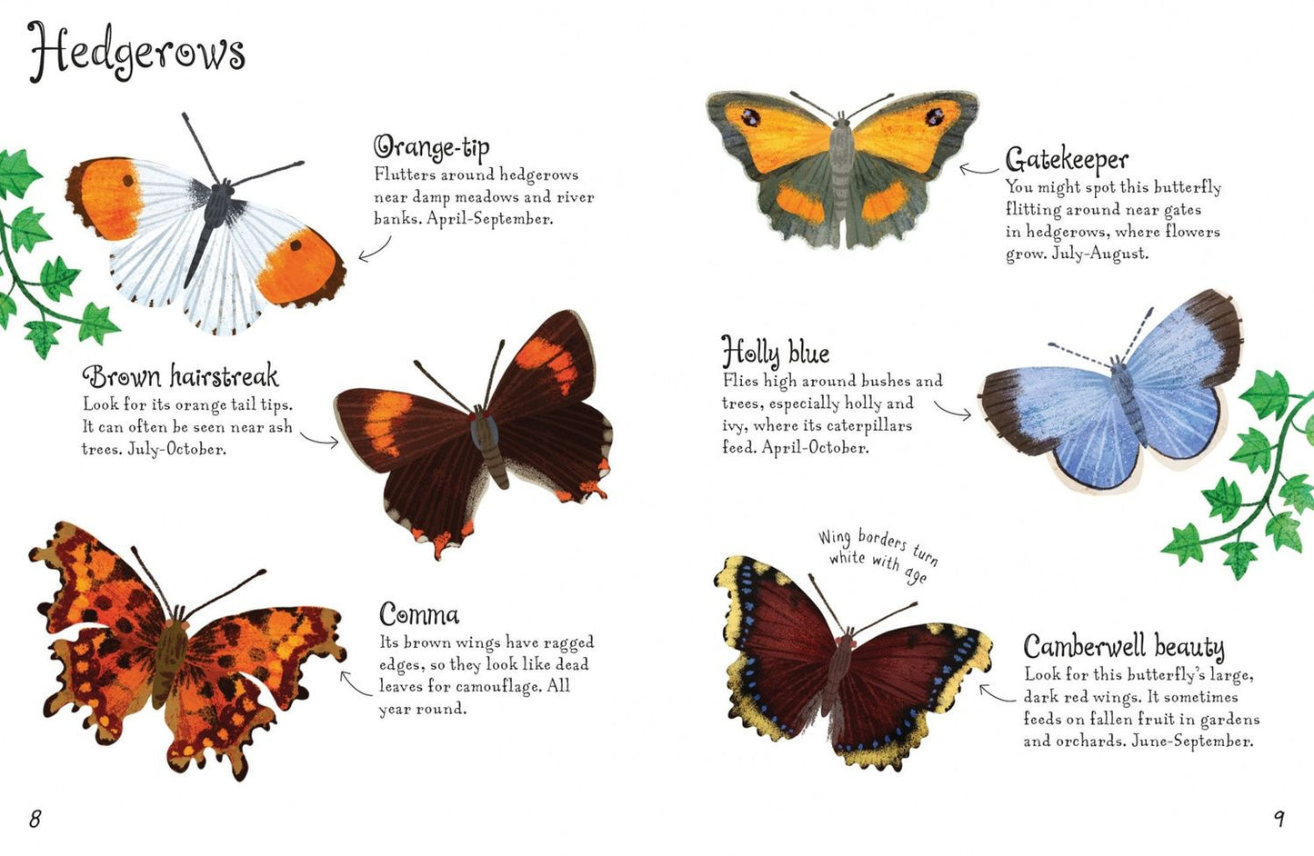 Kirsteen Robson: Butterflies to Spot