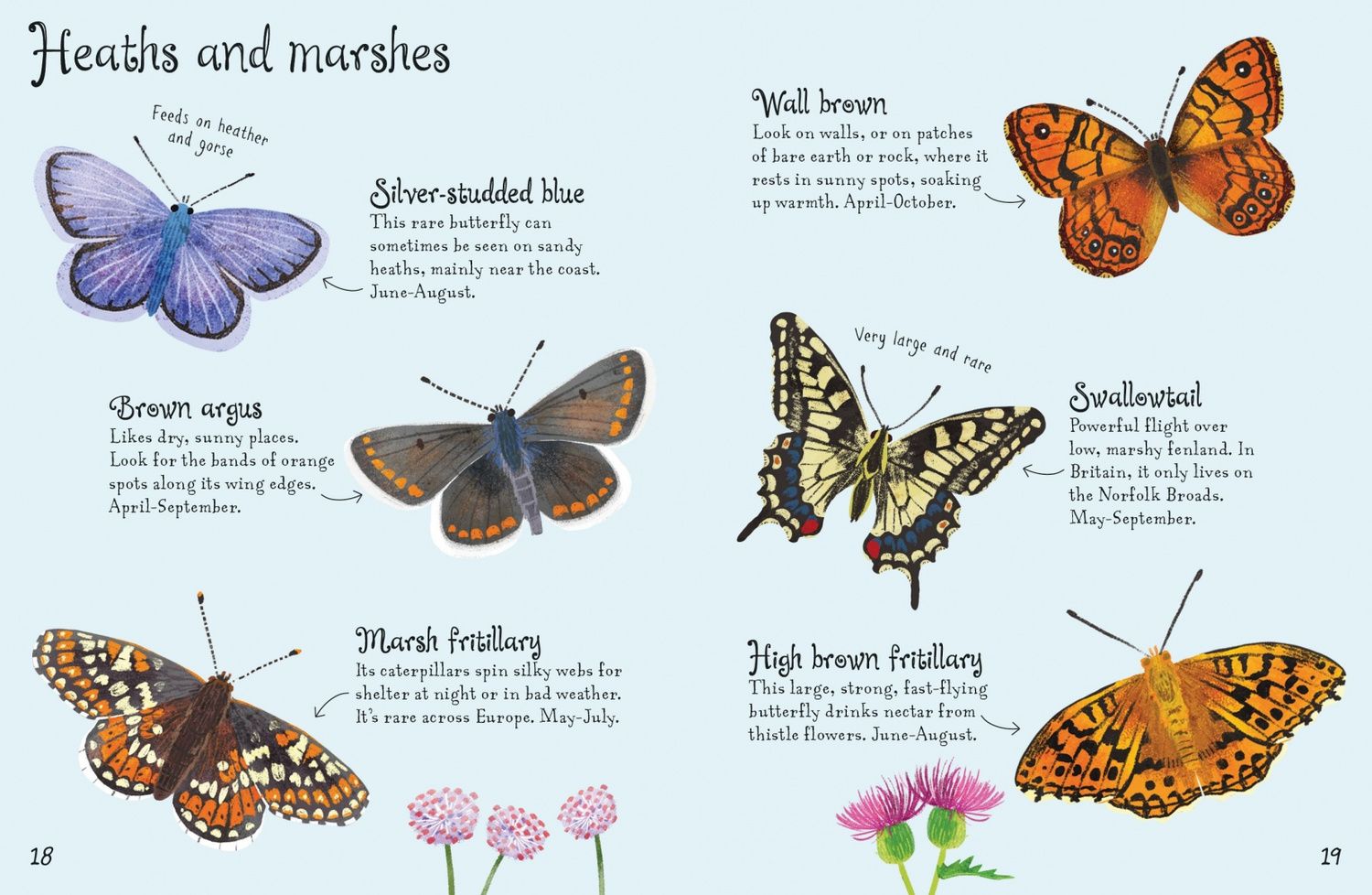 Kirsteen Robson: Butterflies to Spot