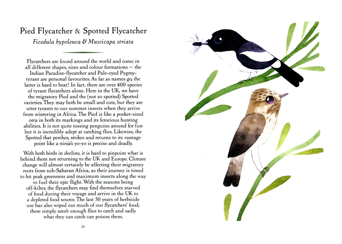 Matt Sewell: Save Our Birds. How to bring our favourite birds back from the brink of extinction