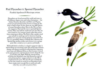 Matt Sewell: Save Our Birds. How to bring our favourite birds back from the brink of extinction