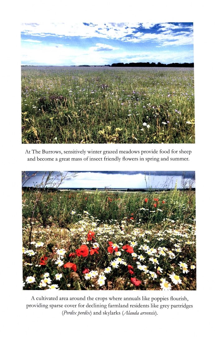 Jake Fiennes: Land Healer. How Farming Can Save Britain's Countryside