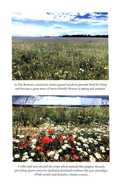 Jake Fiennes: Land Healer. How Farming Can Save Britain's Countryside