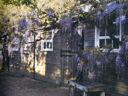 Anna Groves: Shed Heaven