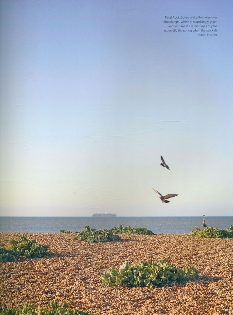 Dominic Bradbury: Dungeness. Coastal Architecture