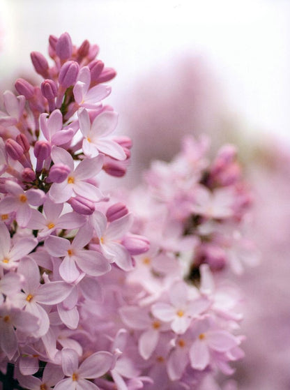 Naomi Slade: Lilacs. Beautiful varieties for home and garden