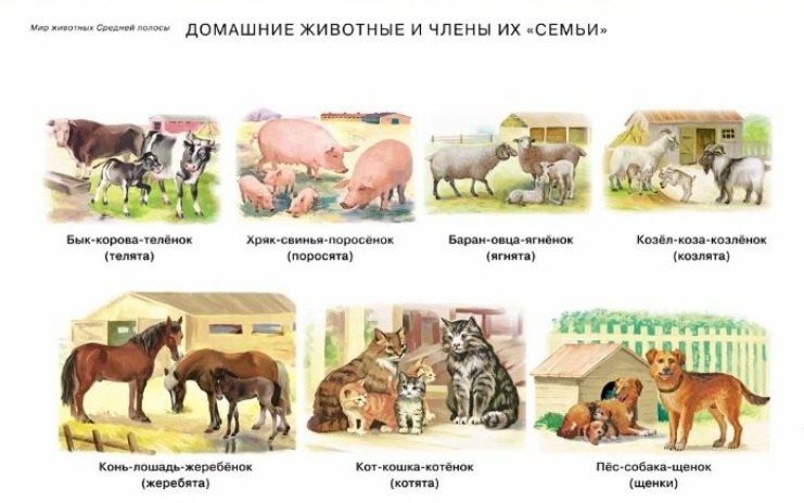 Сюжетные и предметные картинки для составления описательных рассказов Мир животных. Дидактический наглядно-демонстрационный материал