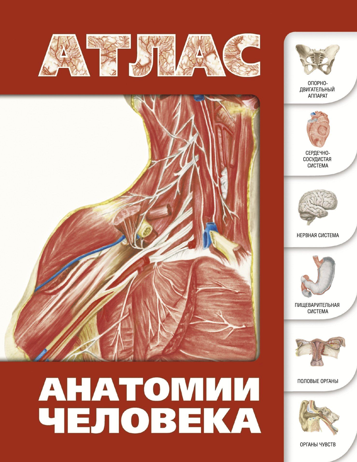 Сергей Левкин: Атлас анатомии человека(инт.пер.)