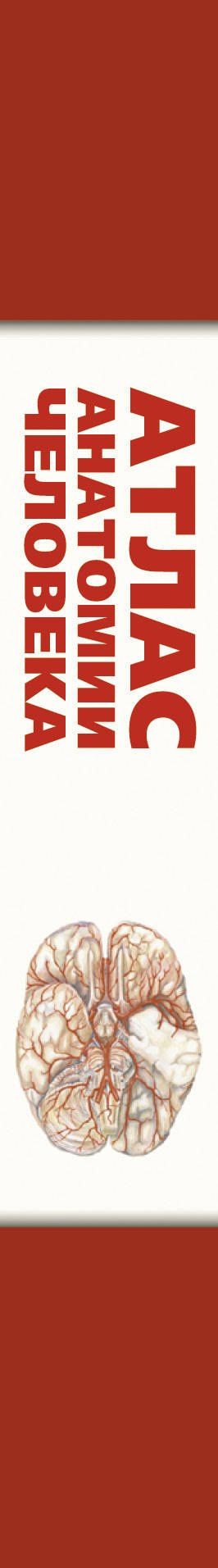 Сергей Левкин: Атлас анатомии человека(инт.пер.)
