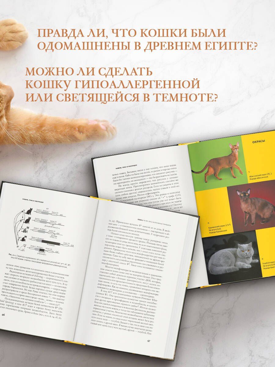 Любовь Малиновская: Кошки, гены и эволюция