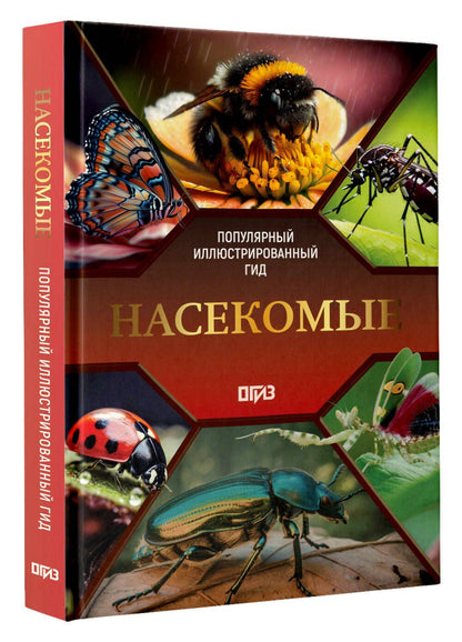 Анна Спектор: Насекомые. Иллюстрированный гид
