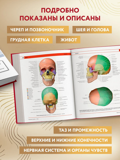 Джузеппе Анастази: Анатомия человека: атлас