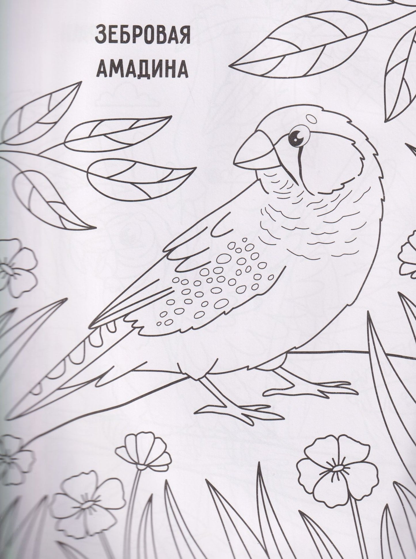Птички: книжка-раскраска