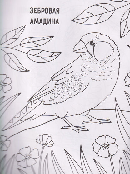Птички: книжка-раскраска