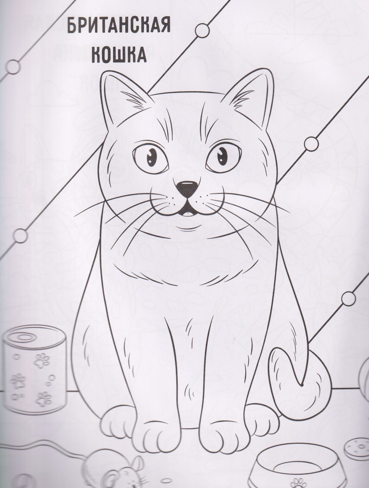 Котики: книжка-раскраска