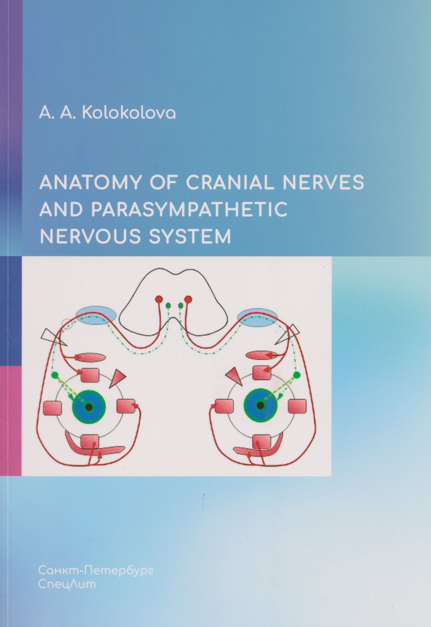 Анна Колоколова: Anatomy of cranial nerves and parasympathetic nervous system