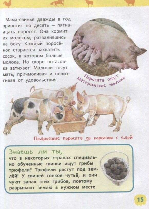 Ирина Травина: Животные фермы. Энциклопедия для детского сада