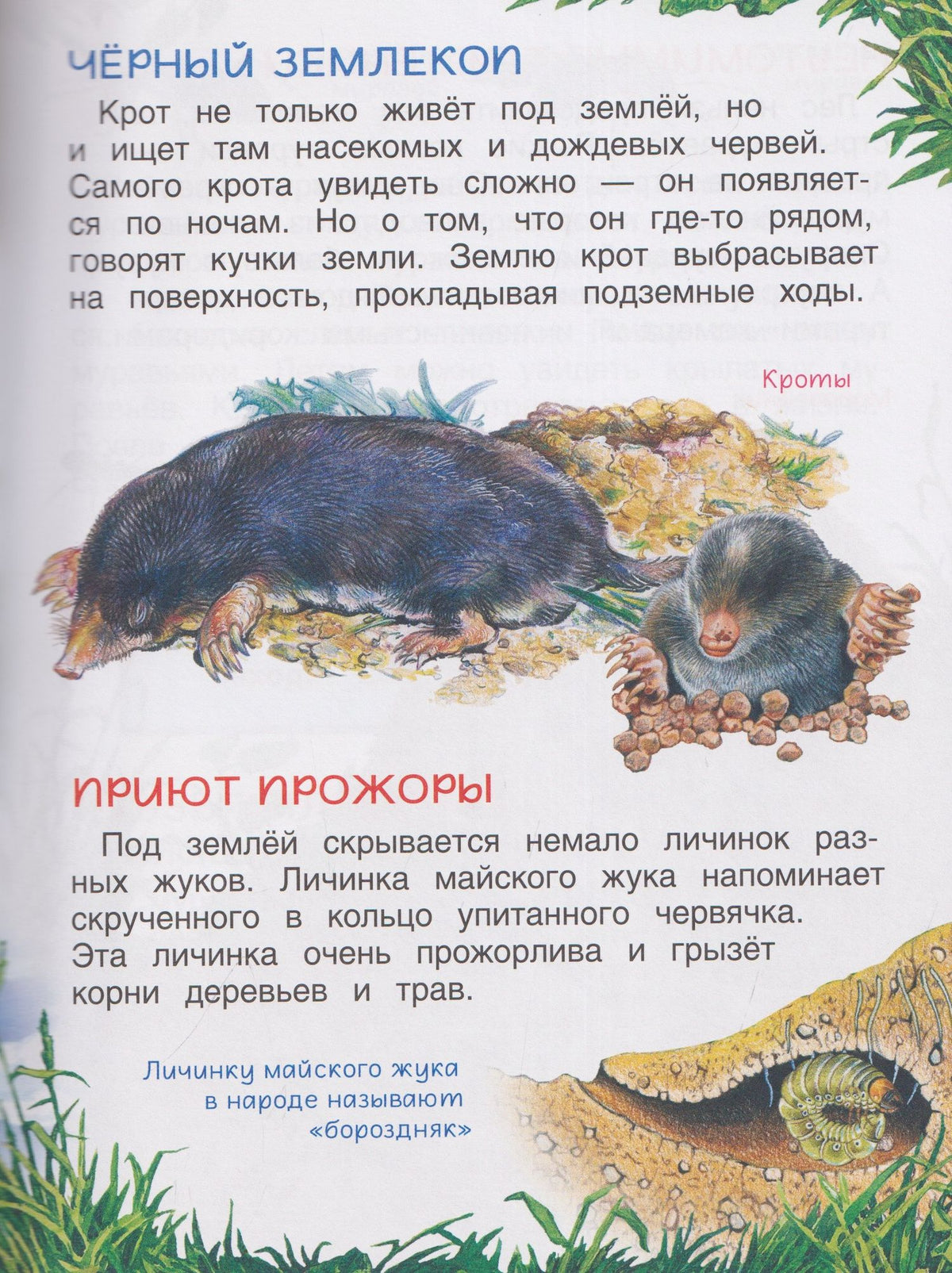 Лариса Клюшник: Животные. Энциклопедия. Подарок школьнику