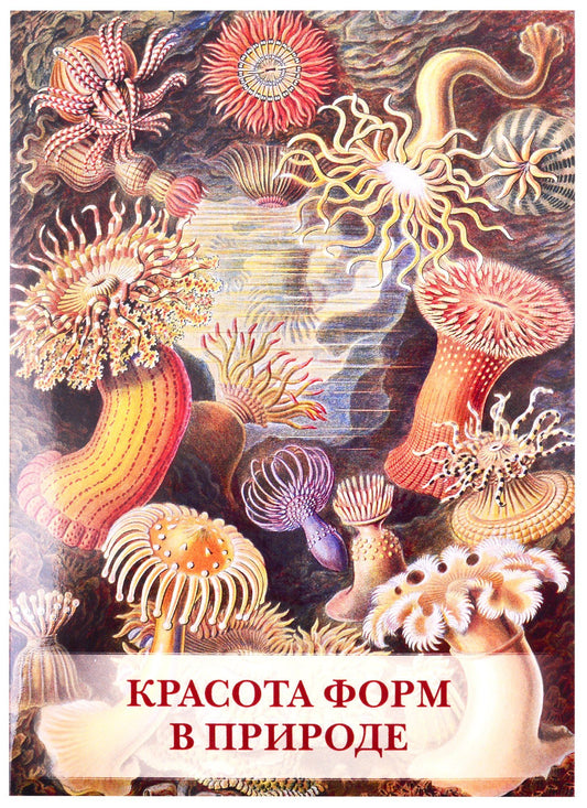 Андрей Астахов: Красота форм в природе