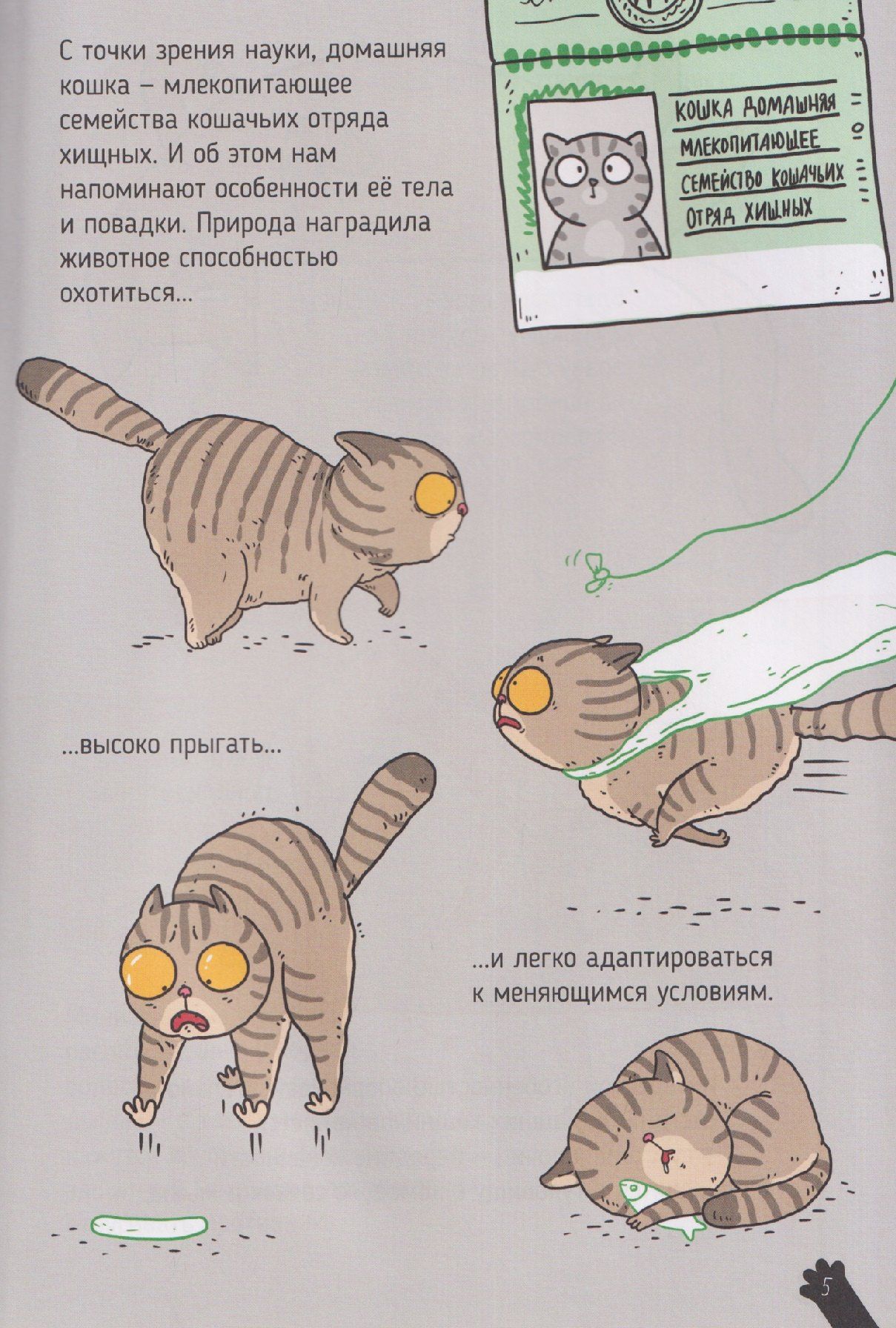 Александра Хворост: Кошки. Большие секреты маленьких хищников. Энциклопедия для детей