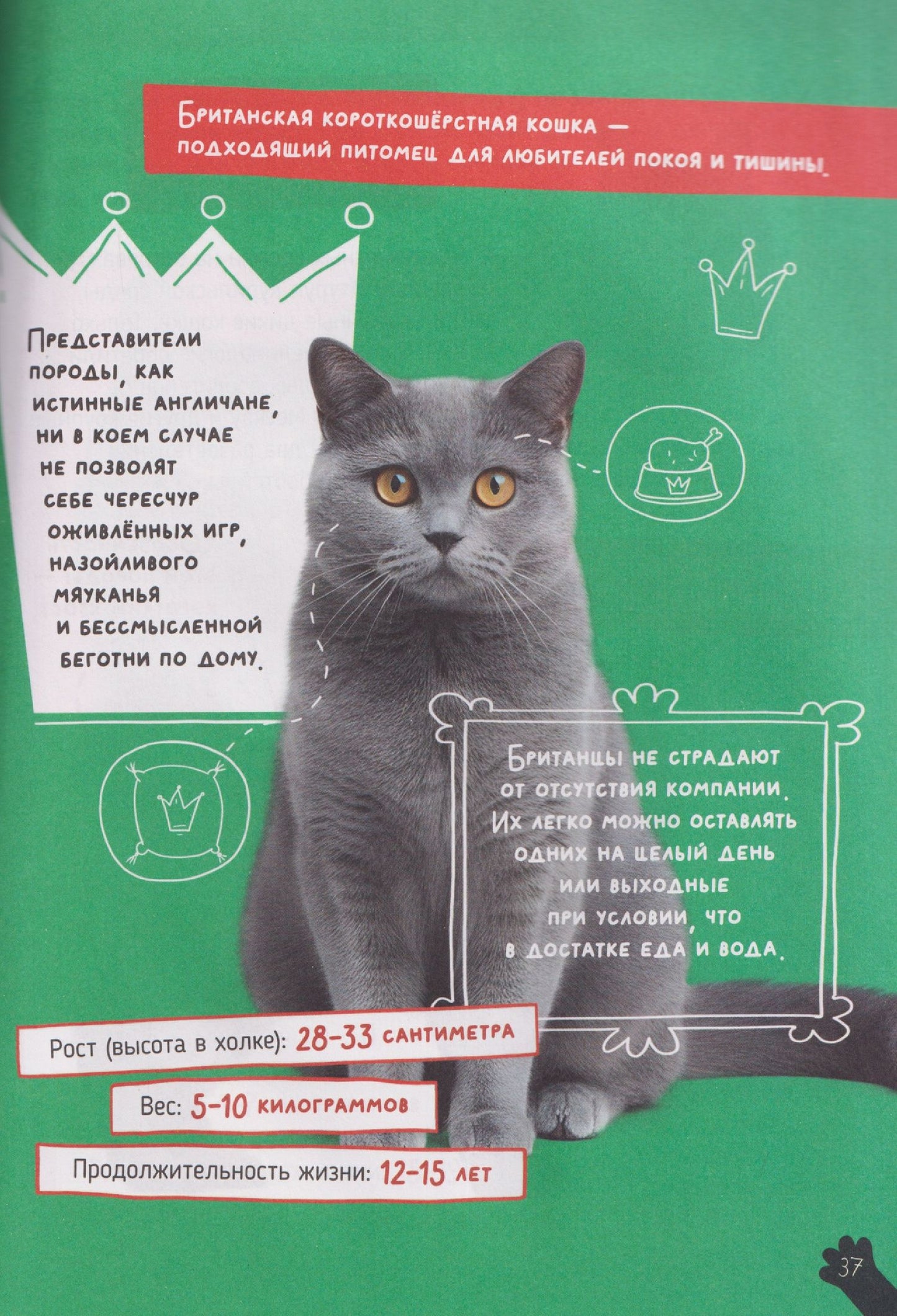 Александра Хворост: Кошки. Большие секреты маленьких хищников. Энциклопедия для детей