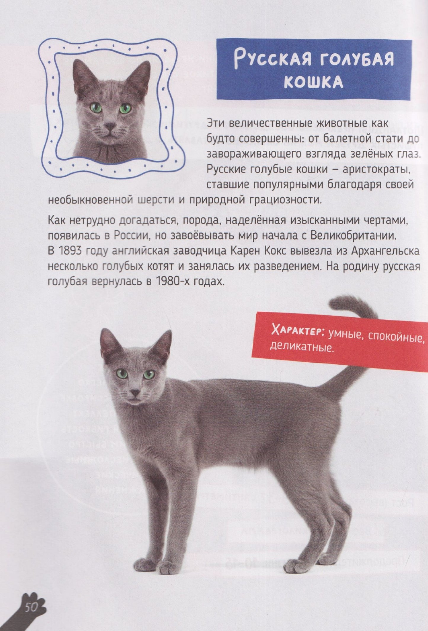 Александра Хворост: Кошки. Большие секреты маленьких хищников. Энциклопедия для детей