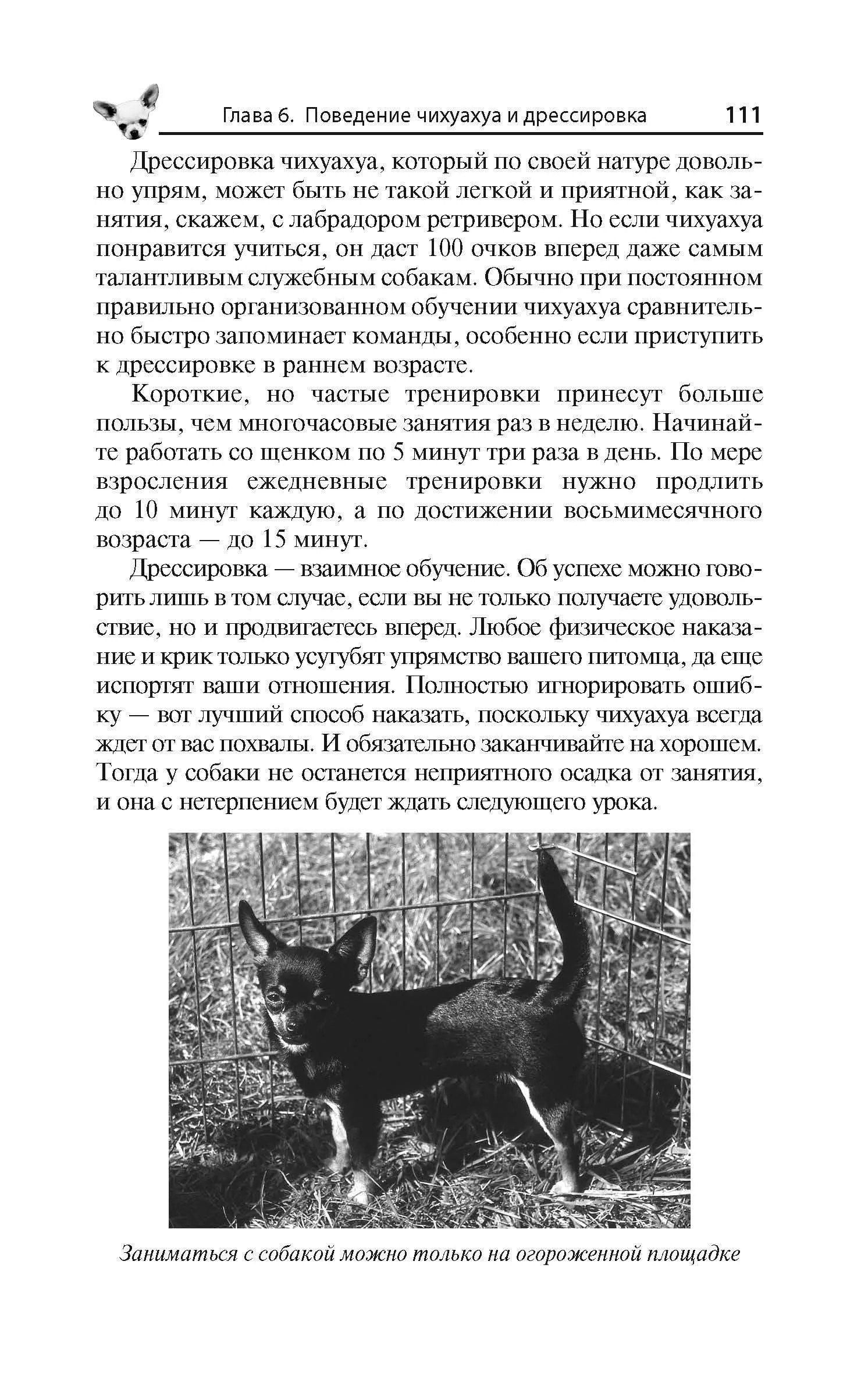 Тэмми Джэн: Чихуахуа. Любимцы на ладони