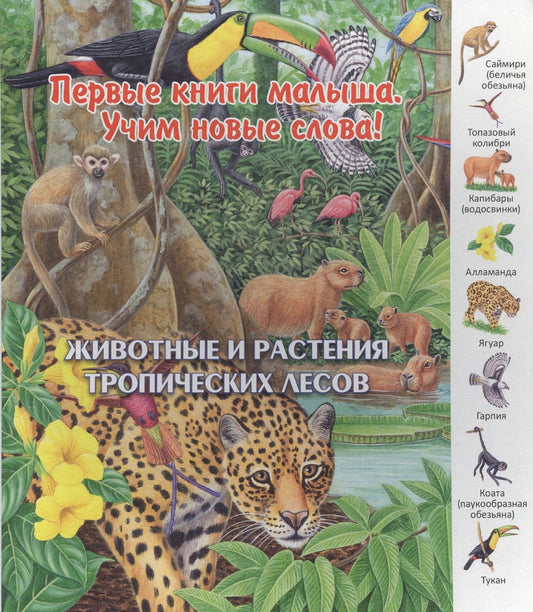 Коллектив авторов: Животные и растения тропических лесов (ПерКнМалУчНовСл) (картон) Комарова
