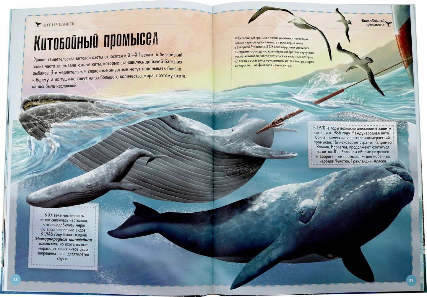 Киты и Ко. Гигантская книга о гигантах