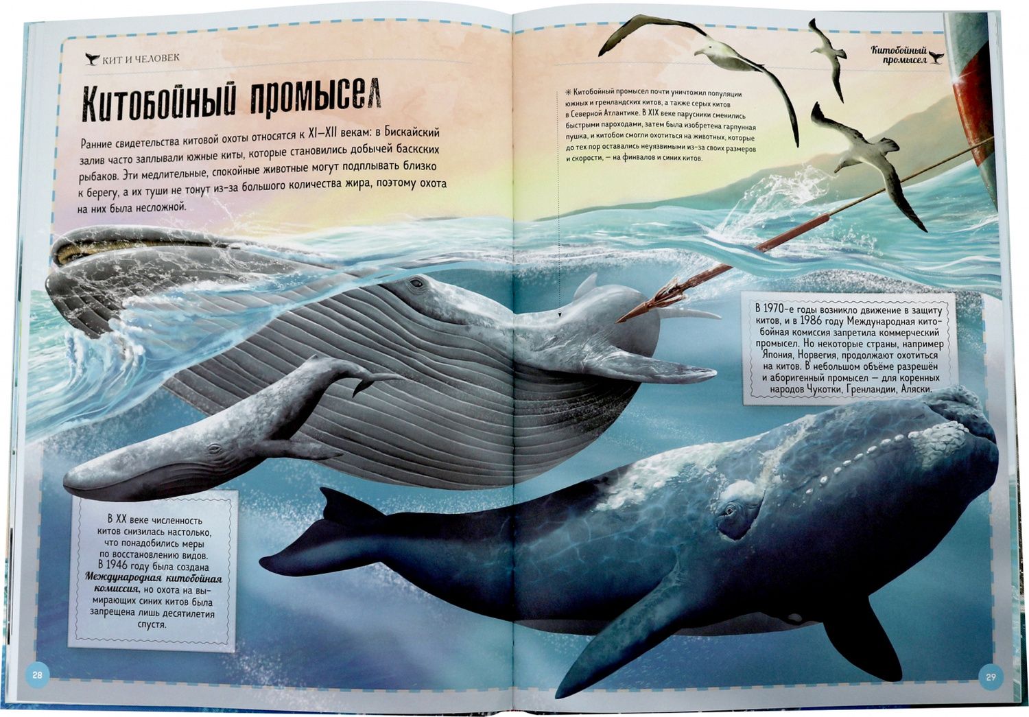 Киты и Ко. Гигантская книга о гигантах