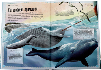 Киты и Ко. Гигантская книга о гигантах