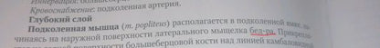 Светлана Чава: Анатомия человека. Учебник. В 2-х томах. Том 1