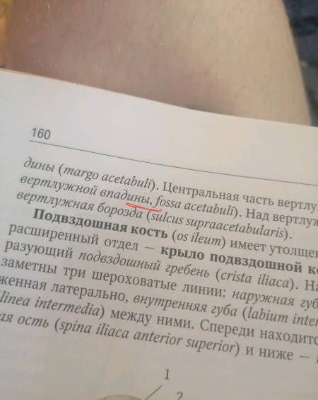 Светлана Чава: Анатомия человека. Учебник. В 2-х томах. Том 1