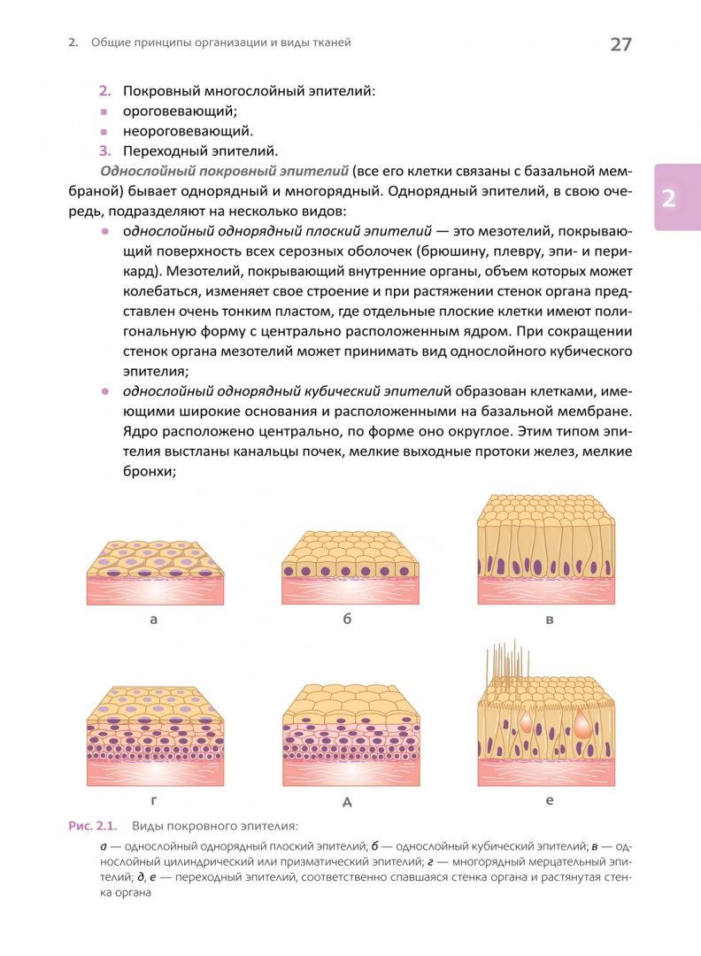 Наталья Полонская: Основы клинической цитологии