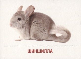 Домашние питомцы. 16 раздаточных карточек со словами на русском и английском языках на обороте