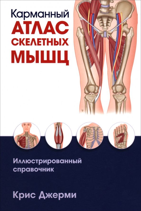 Крис Джерми: Карманный атлас скелетных мышц. Иллюстрированный справочник