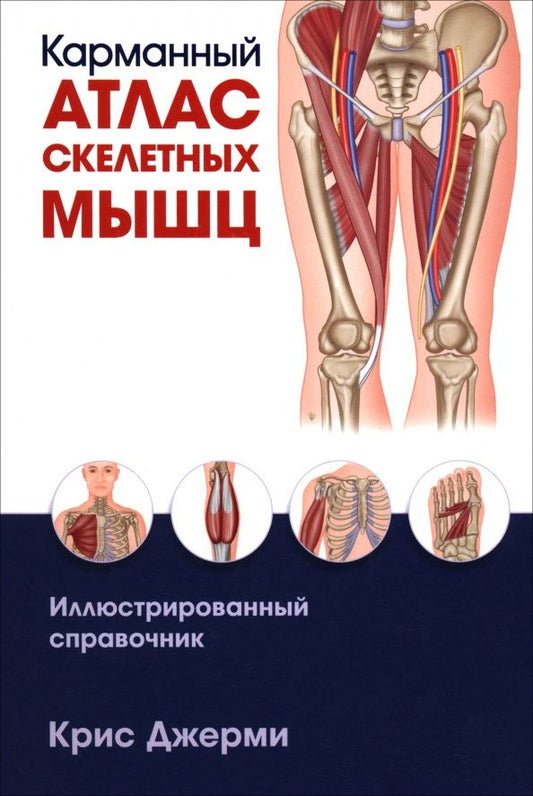 Крис Джерми: Карманный атлас скелетных мышц. Иллюстрированный справочник