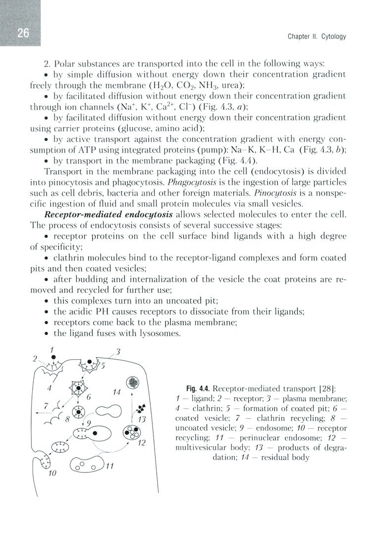Татьяна Студеникина: Histology, Cytology, Embryology