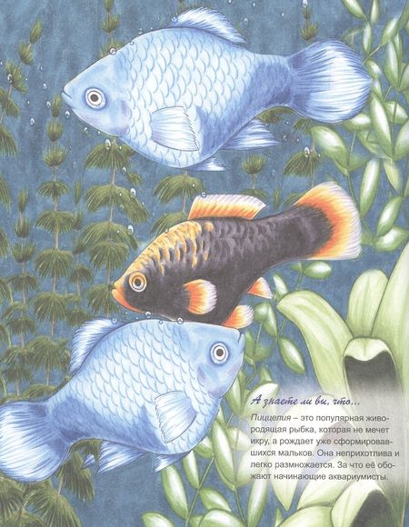 Фотография книги "Аквариумные рыбки"