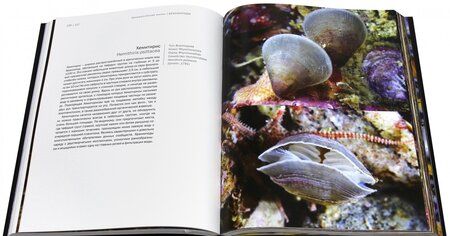 Фотография книги "Александр Семенов: Волшебный мир холодных морей"