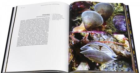 Фотография книги "Александр Семенов: Волшебный мир холодных морей"