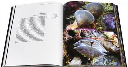 Фотография книги "Александр Семенов: Волшебный мир холодных морей"