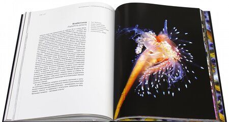 Фотография книги "Александр Семенов: Волшебный мир холодных морей"